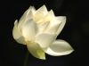 11white_lotus.jpg